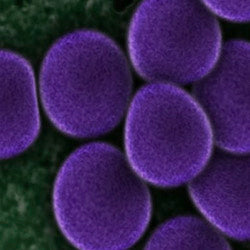 L. Plantarum microscopy image