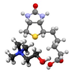 The Biotin-Choline Synergy