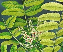 Boswellia Serrata Extract