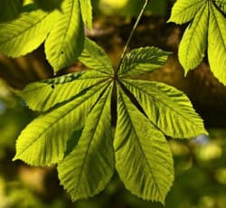 Glucosa Green