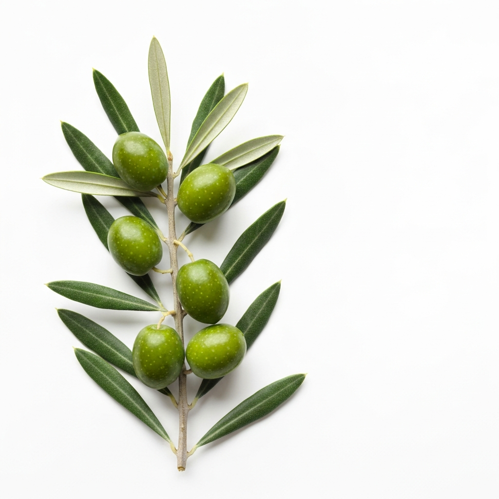 Olive Oil