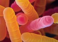 B. Breve microscopy image