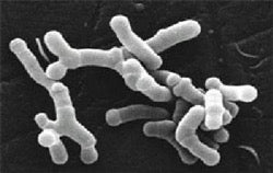 B. Longum microscopy image