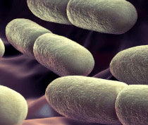 L. Fermentum microscopy image