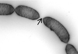 L. Rhamnosus microscopy image